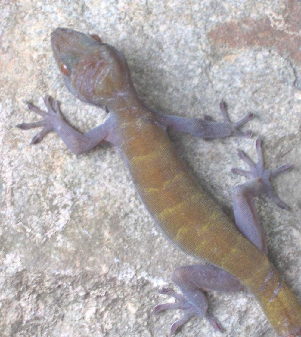 Геккон Кипр