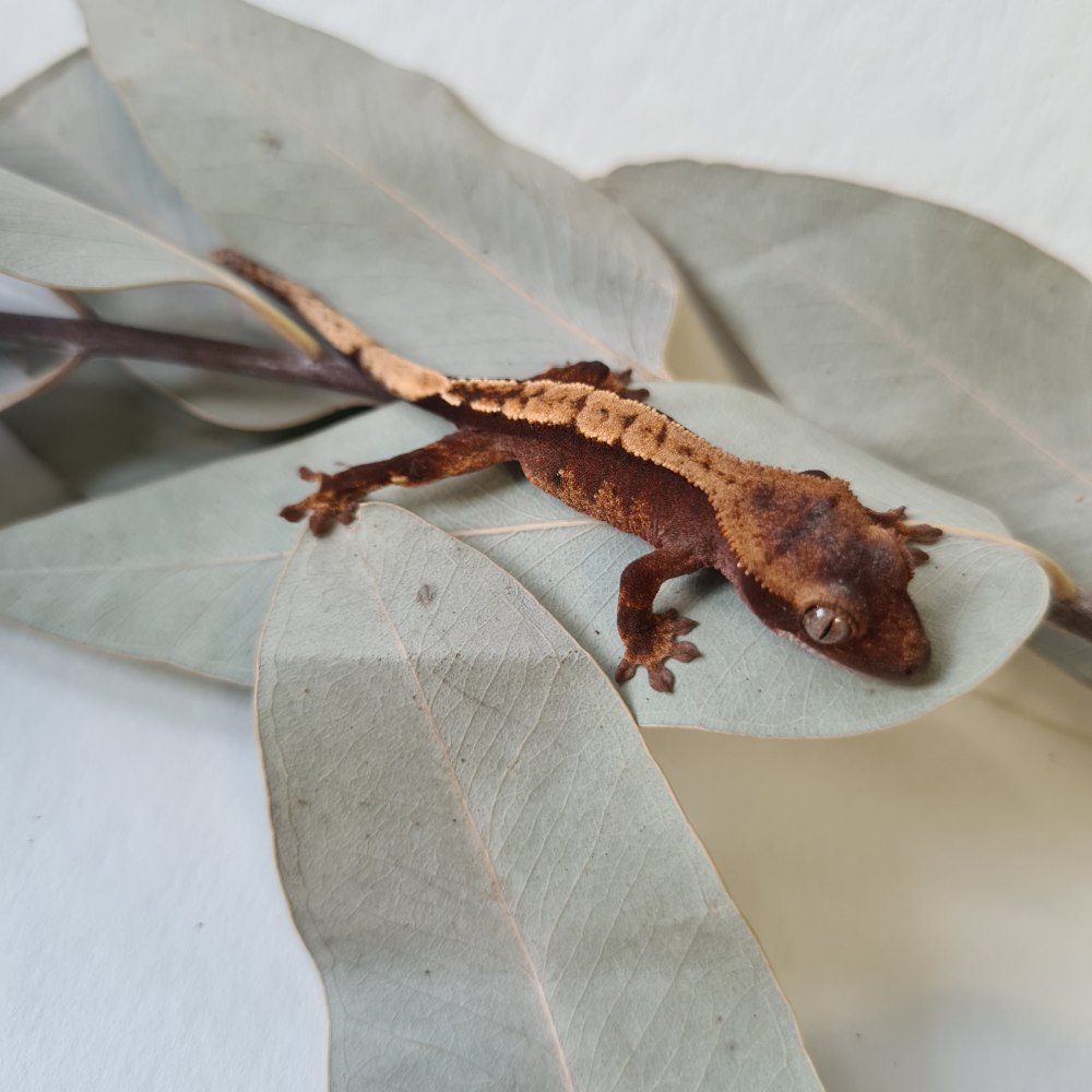 Малыш геккон бананоед