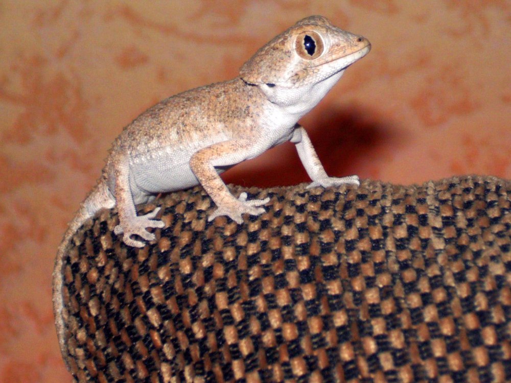 Бразильский карликовый геккон