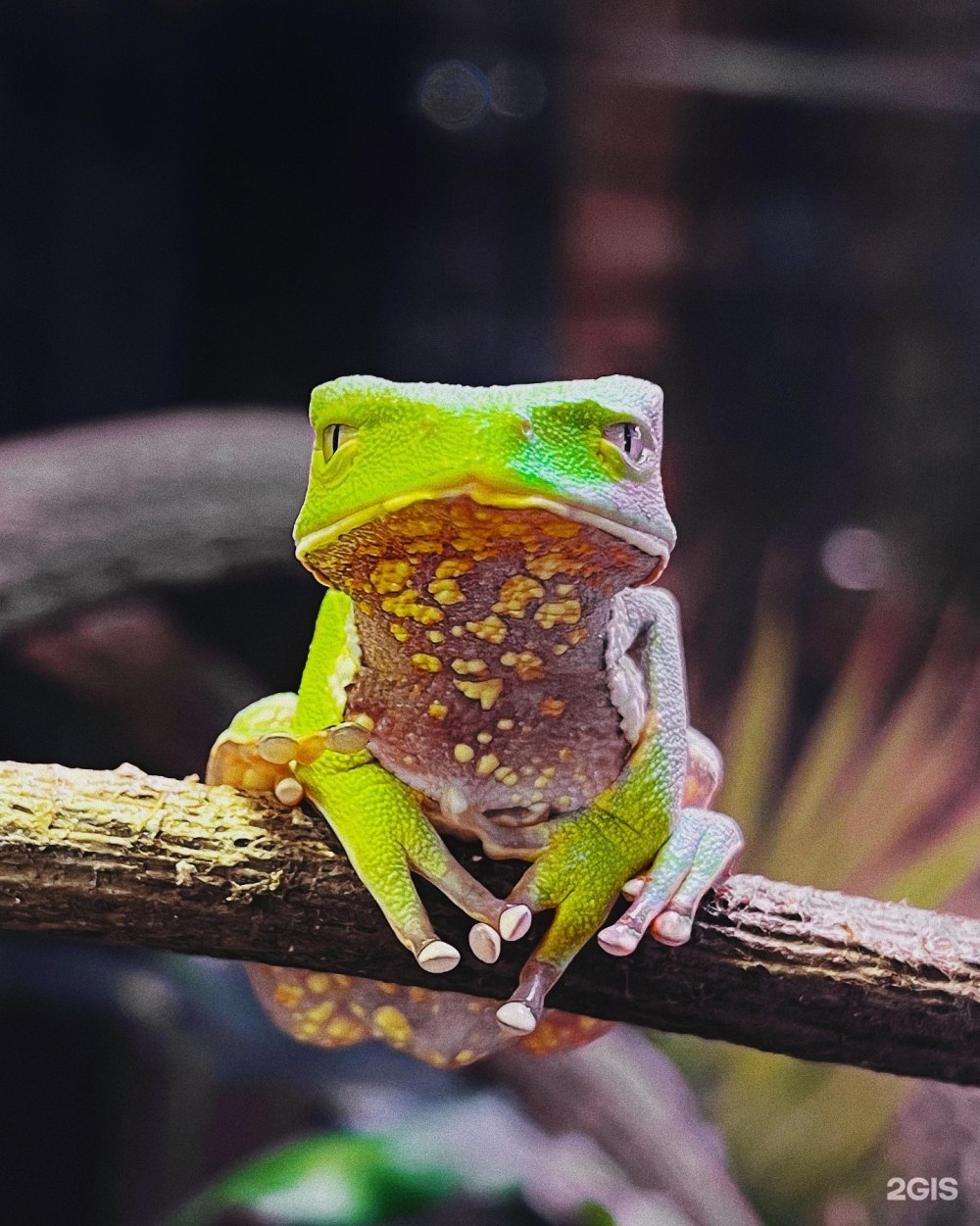 Двухцветная Филломедуза