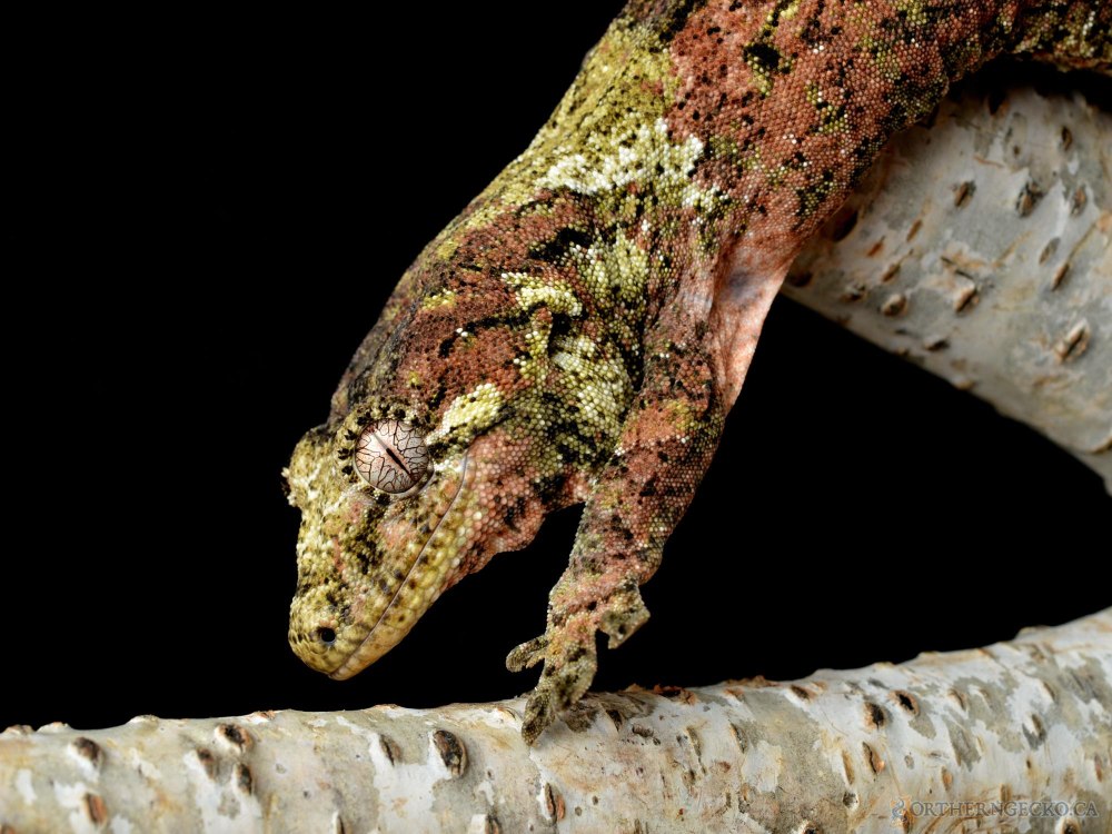 Rhacodactylus Chahoua