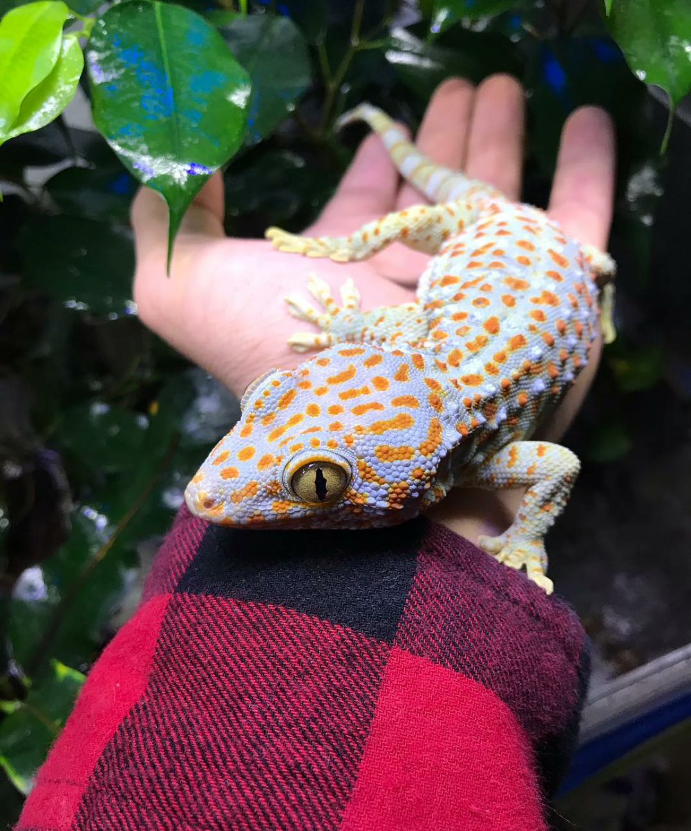 Геккон врач