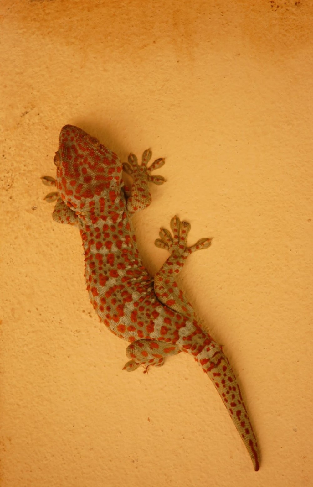 Геккон на охоте