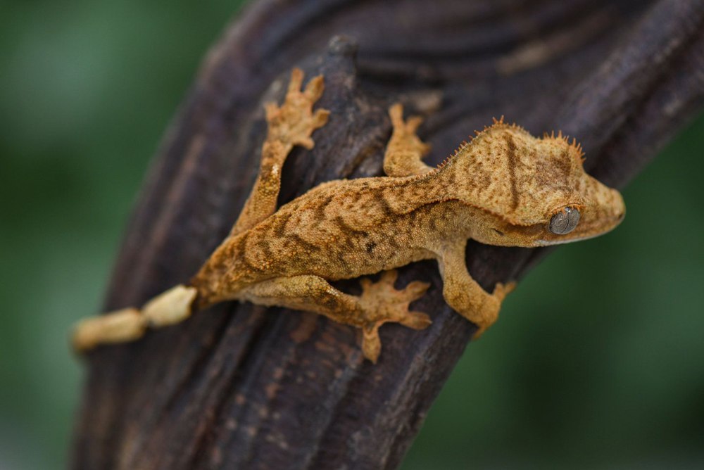 Хохлатый геккон