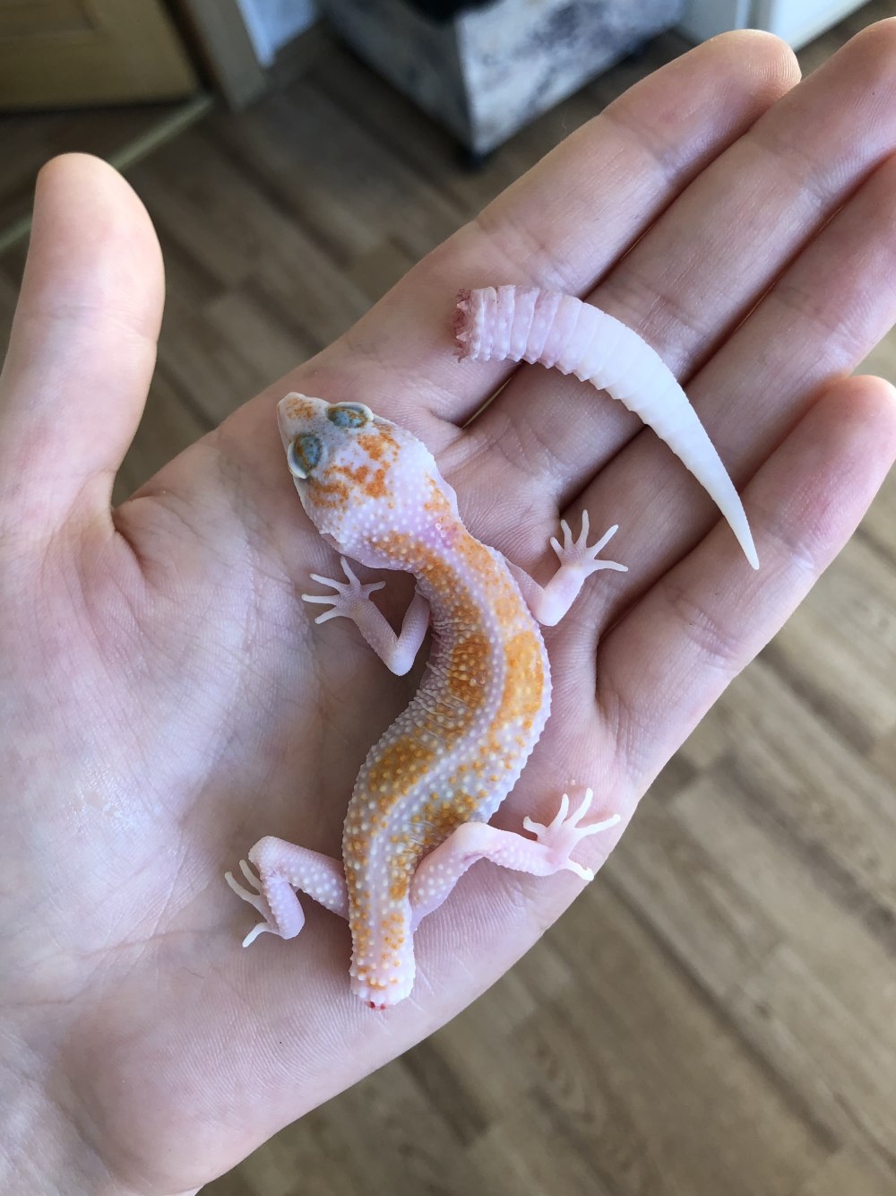 Ящерица эублефар