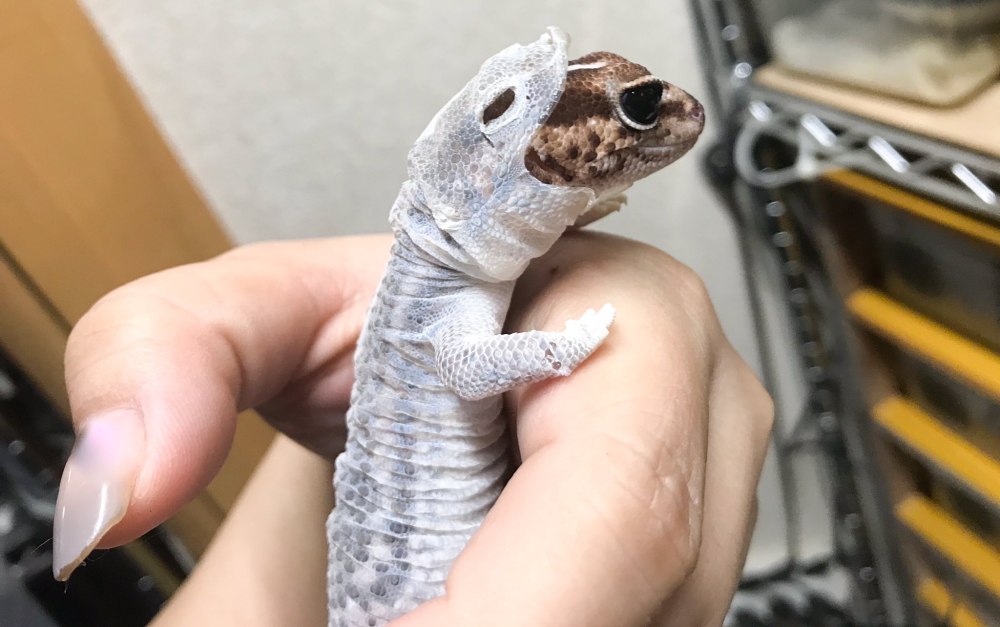 Эублефар линька