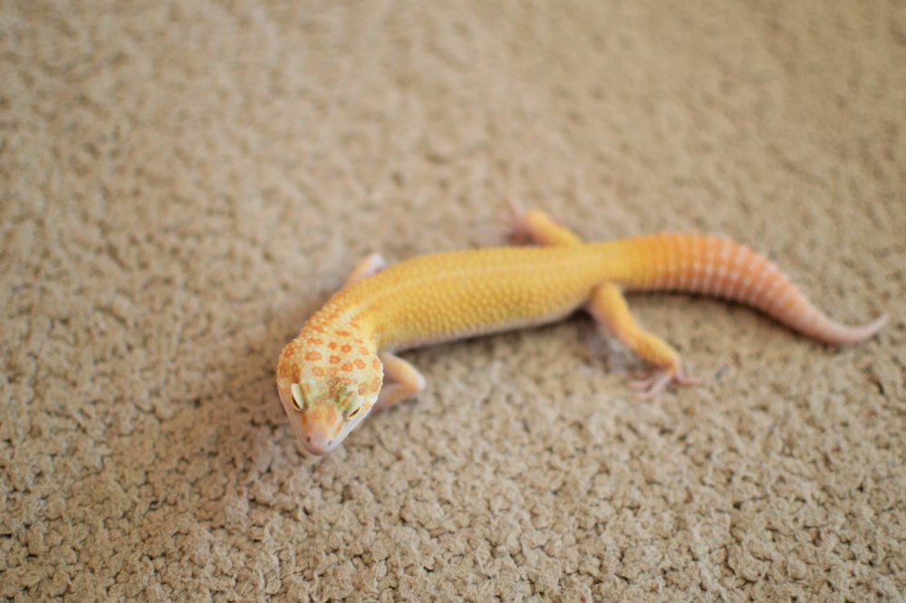 Золотистый геккон