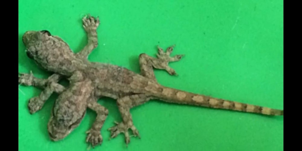 Геккон Пхукет