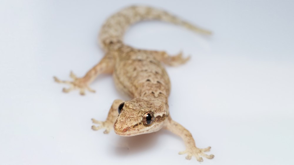 Mourning Gecko