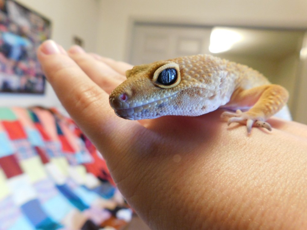 Глаз геккона