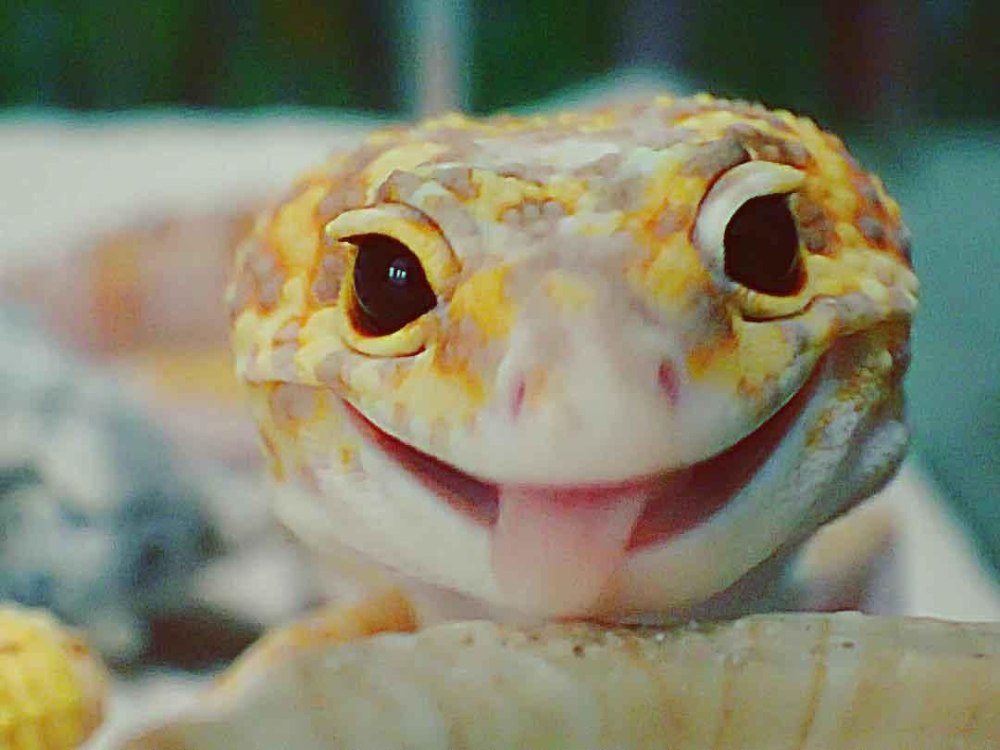 Геккон эублефар улыбается