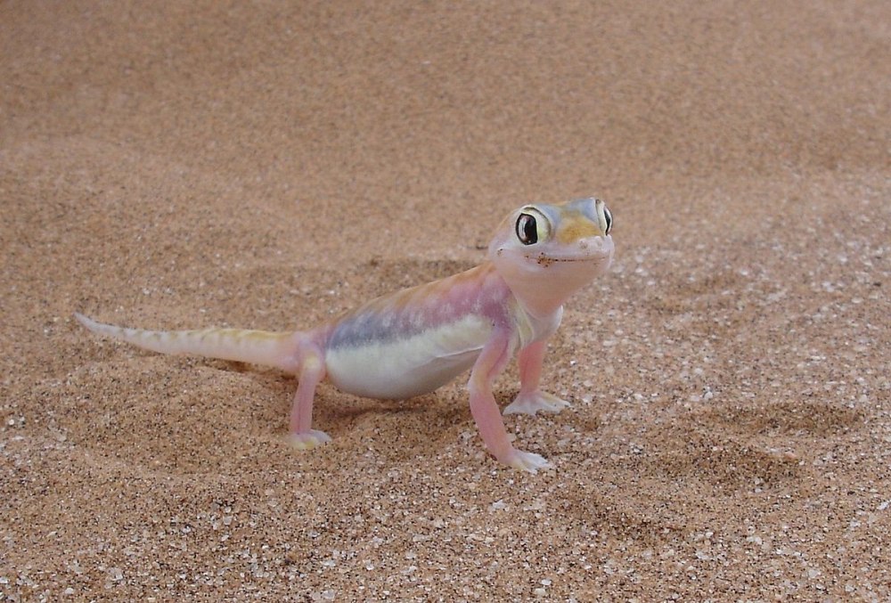 Pachydactylus rangei.