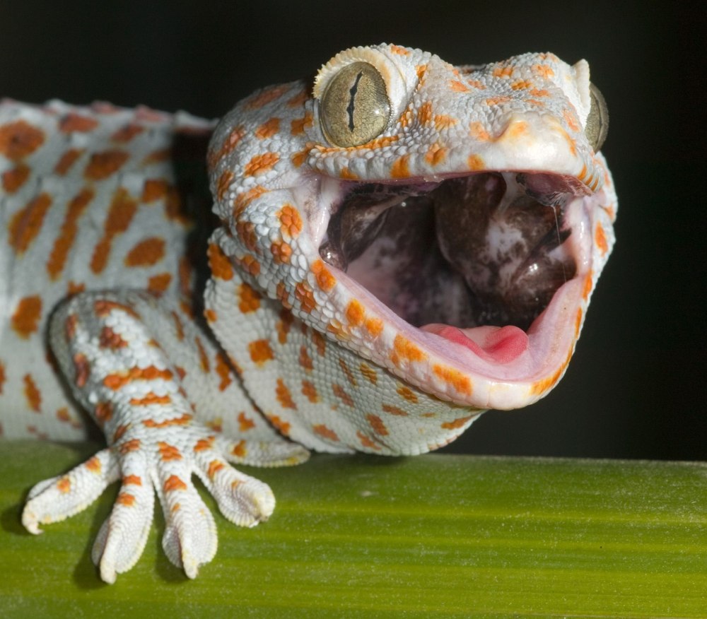 Токийский геккон