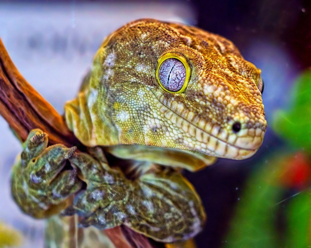 Кепа ящерица смотрит в окно