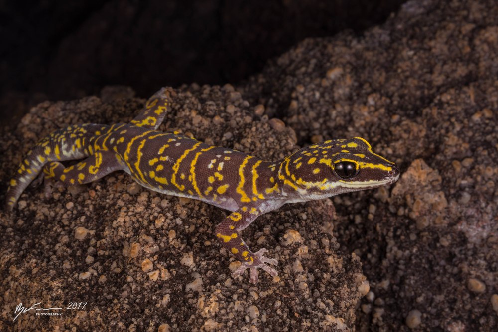 Геккон жирнохвостый