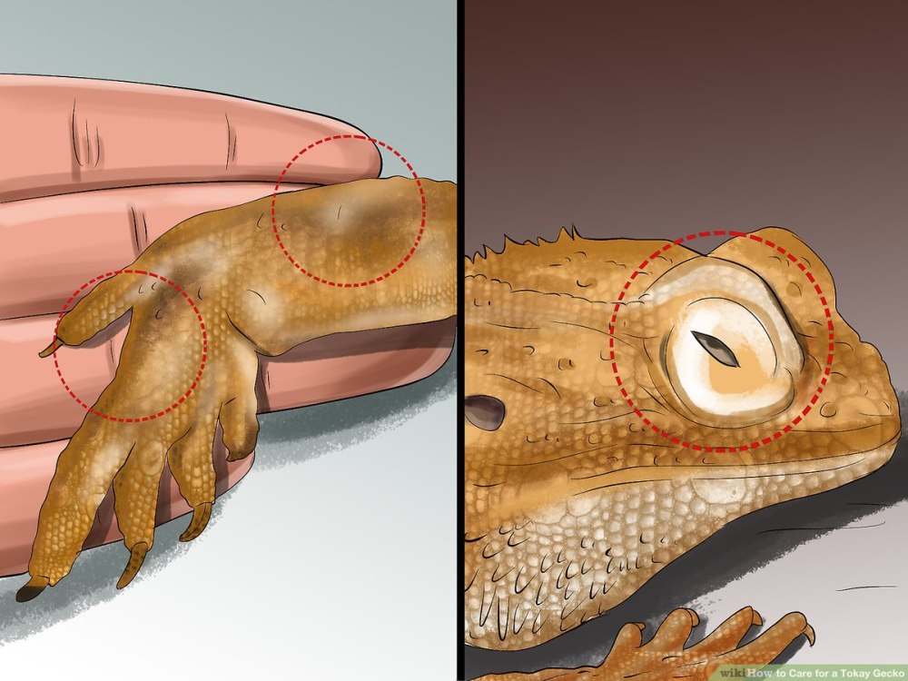 Глаза геккона рисунок