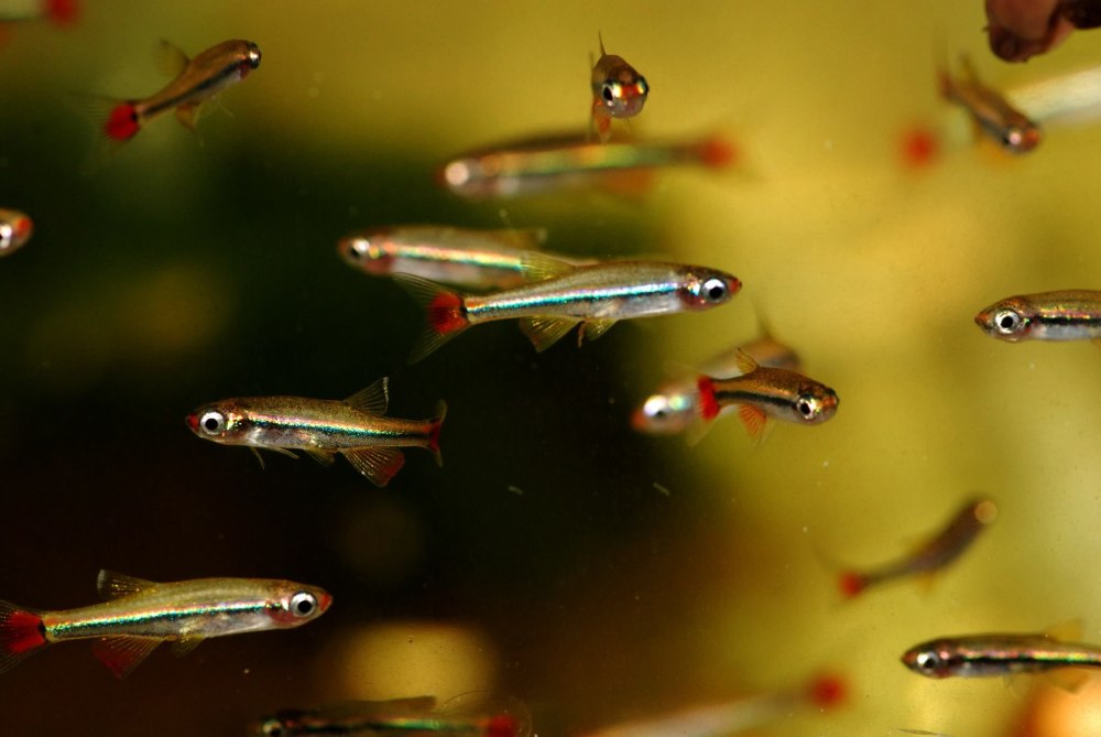 Tanichthys micagemmae