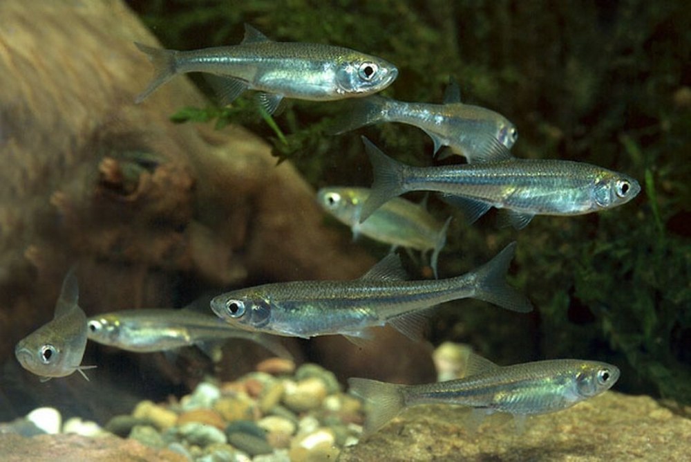 Верховка Leucaspius delineatus