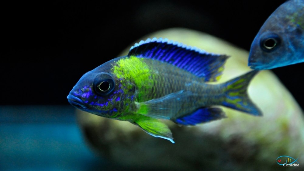 Аулонокара Блю неон унди риф