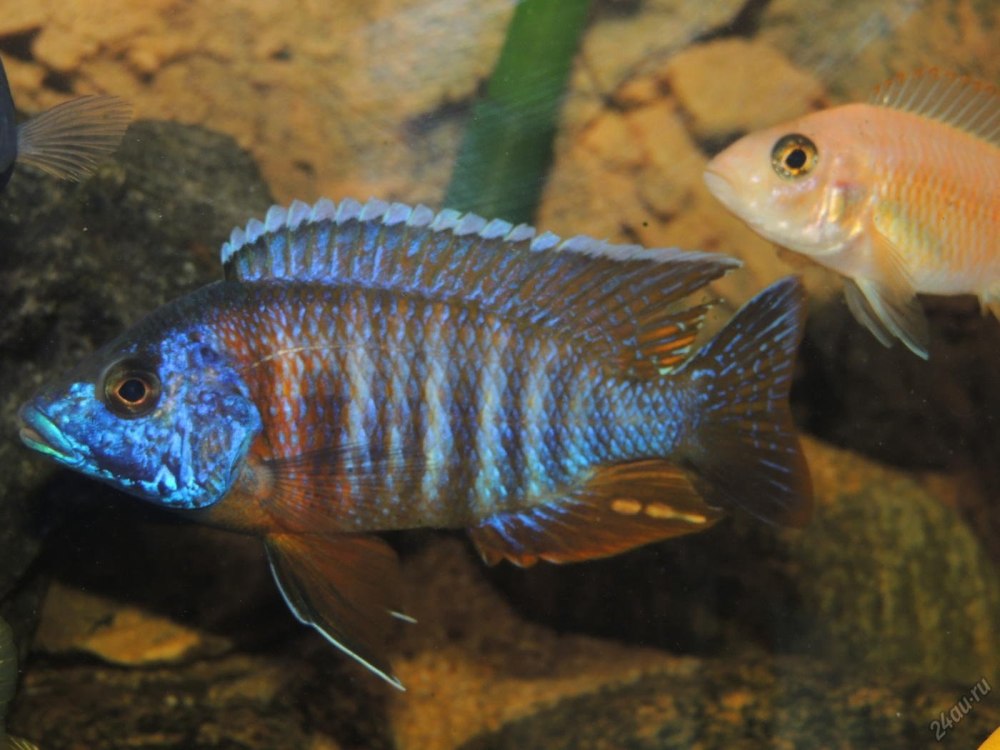 Аулонокара Ньяса Рубин