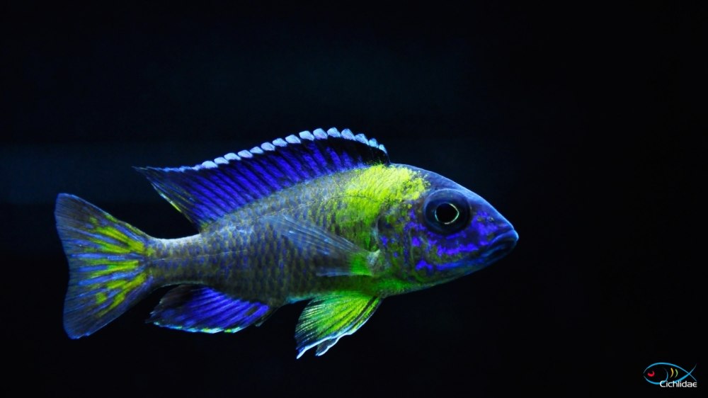 Аулонокара Стюартгранти