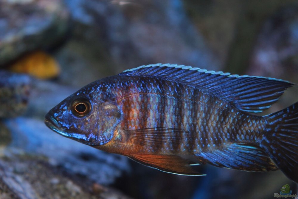 Аулонокара Ньяса голубая