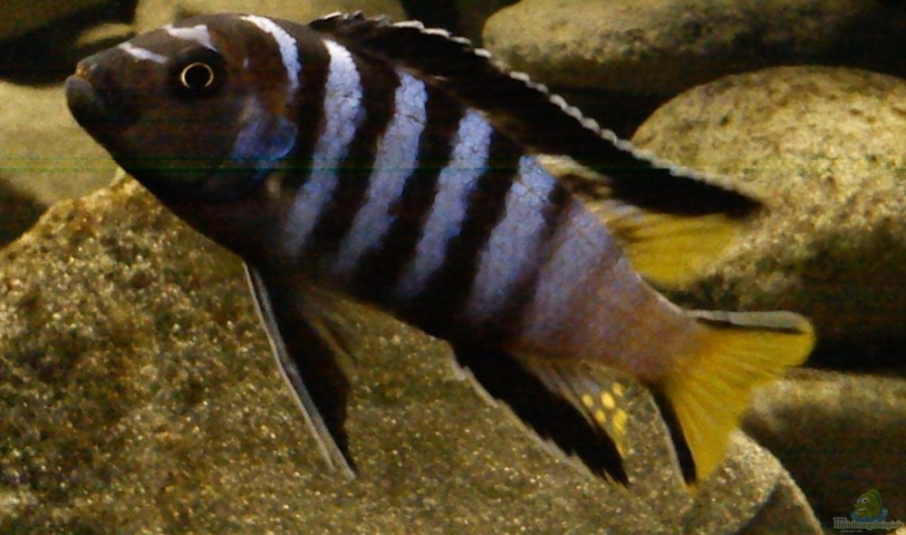 Цихлиды озера Малави