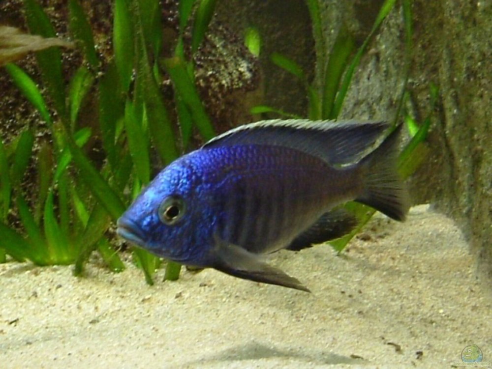 Аулонокара Ньяса