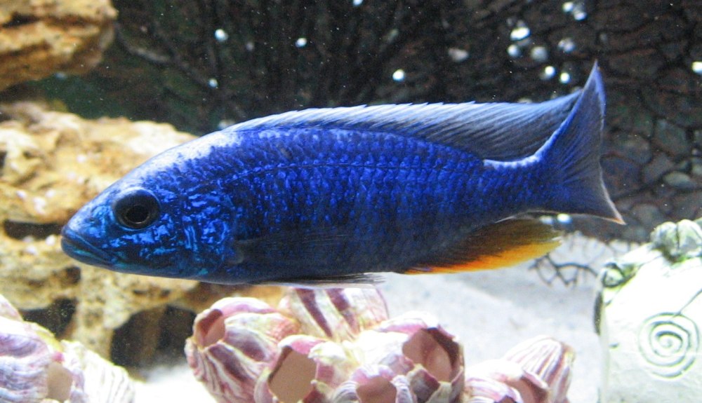 Васильковый хаплохромис Джексона Айсберг