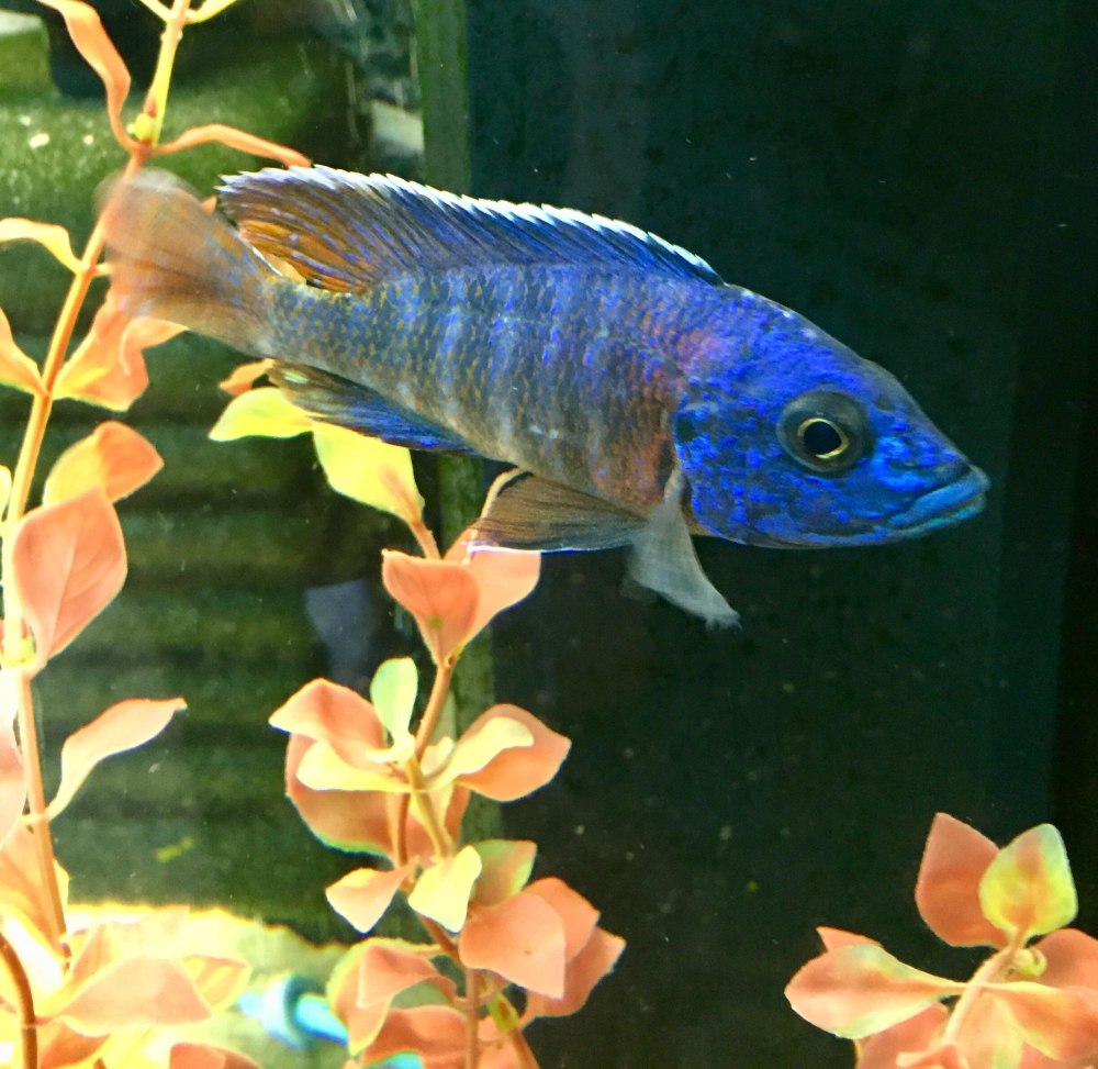 Цихлида Аулонокара Ньяса