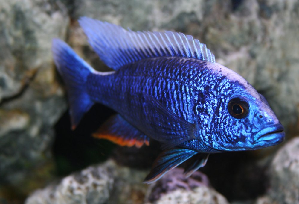 Аулонокара Ньяса рыбка