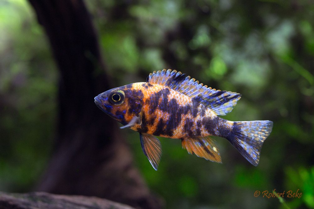 Аулонокара мультиколор