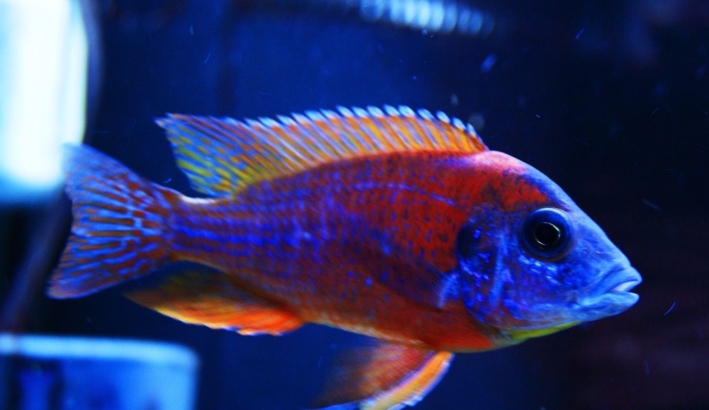 Цихлазома Аулонокара