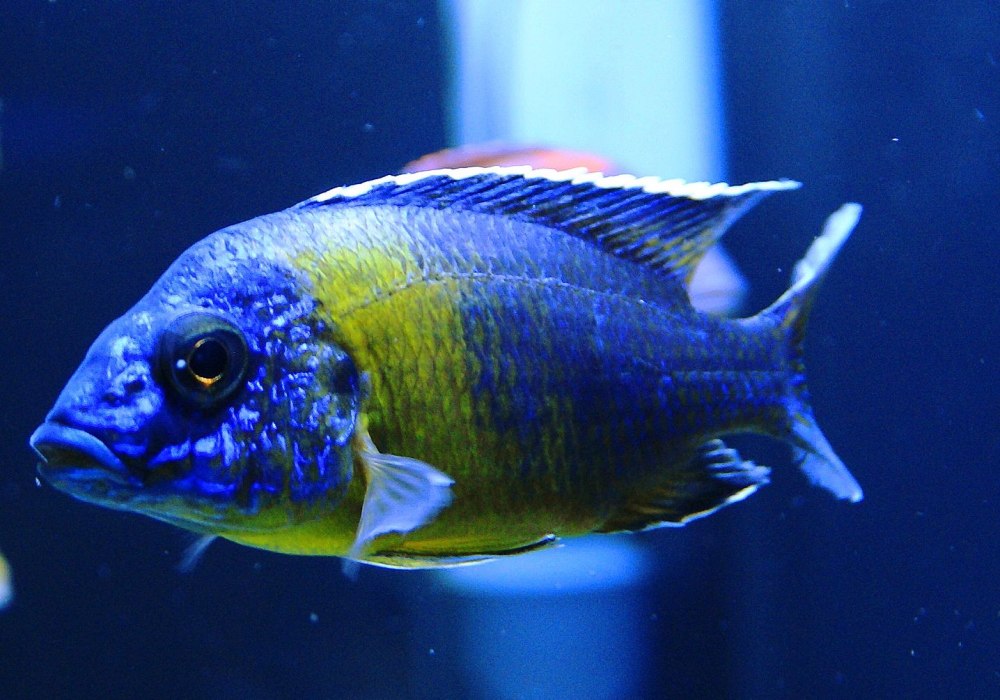 Цихлазома Аулонокара