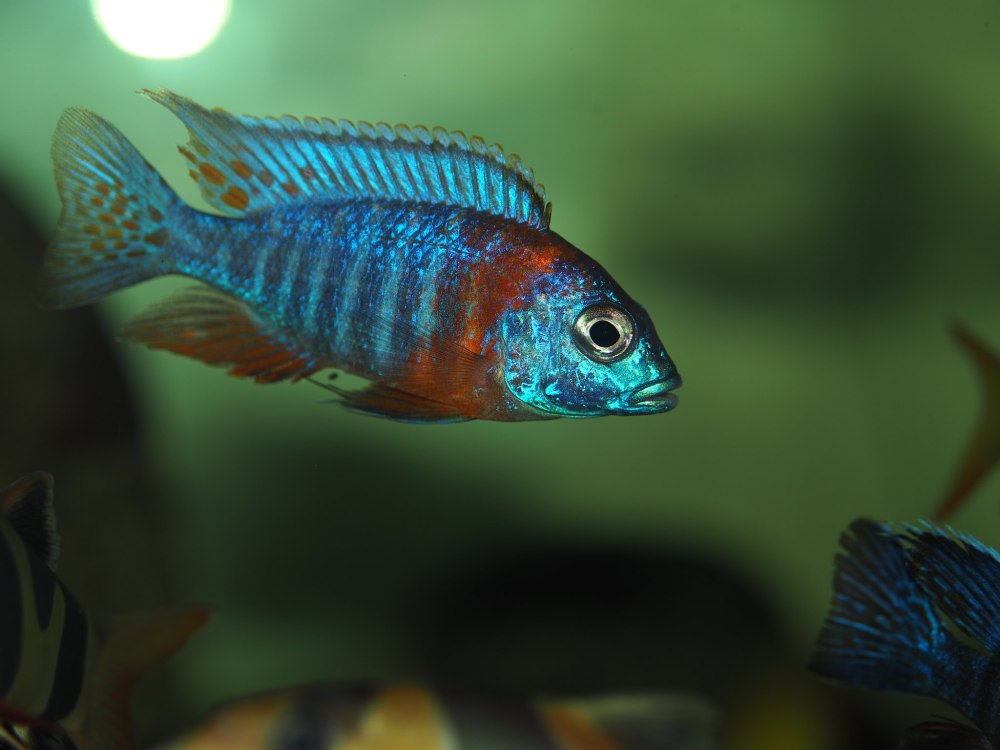 Аулонокара Королева Ньяса