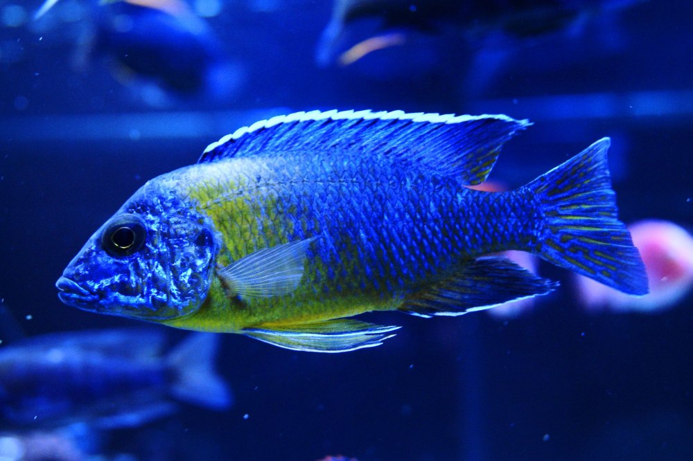 Королева Ньяса цихлида