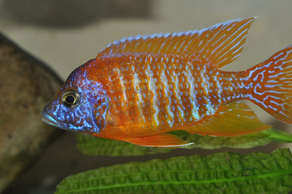 Аулонокара Стюарта Гранта