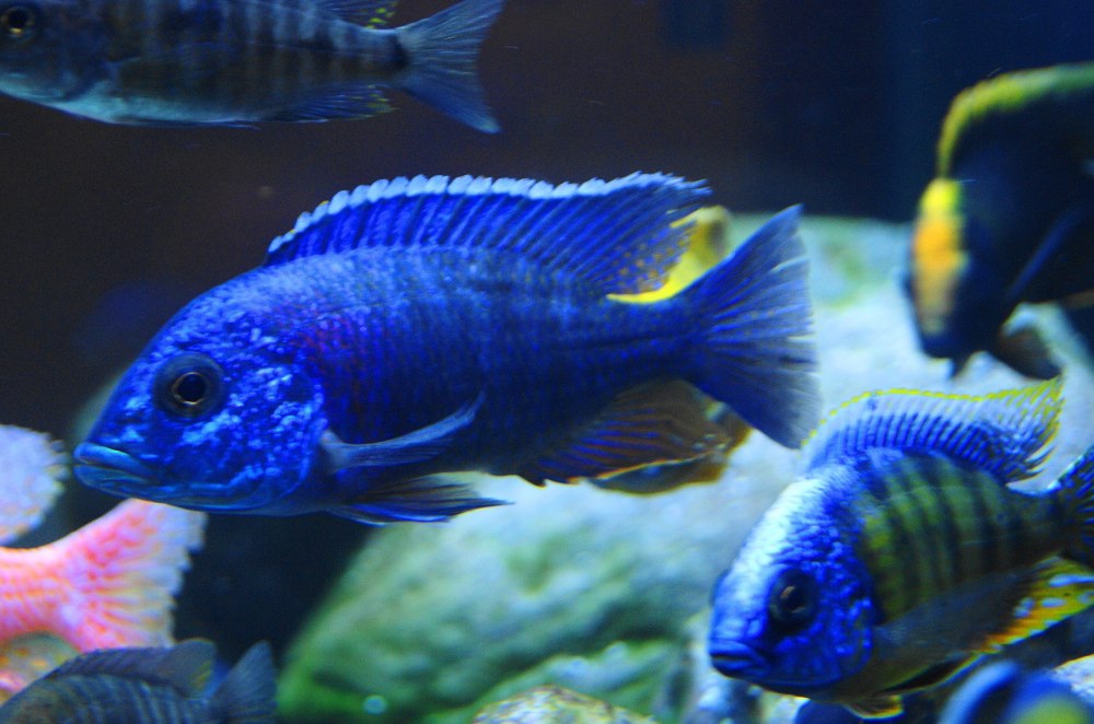 Аулонокара Стюартгранти кобуэ