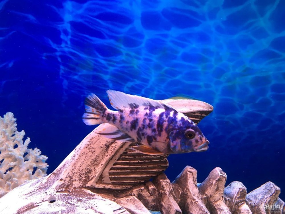 Аулонокара мультиколор самка