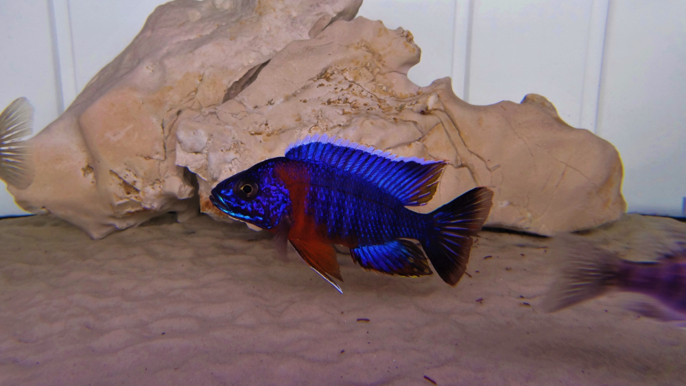 Aulonocara hansbaenschi Red Flash