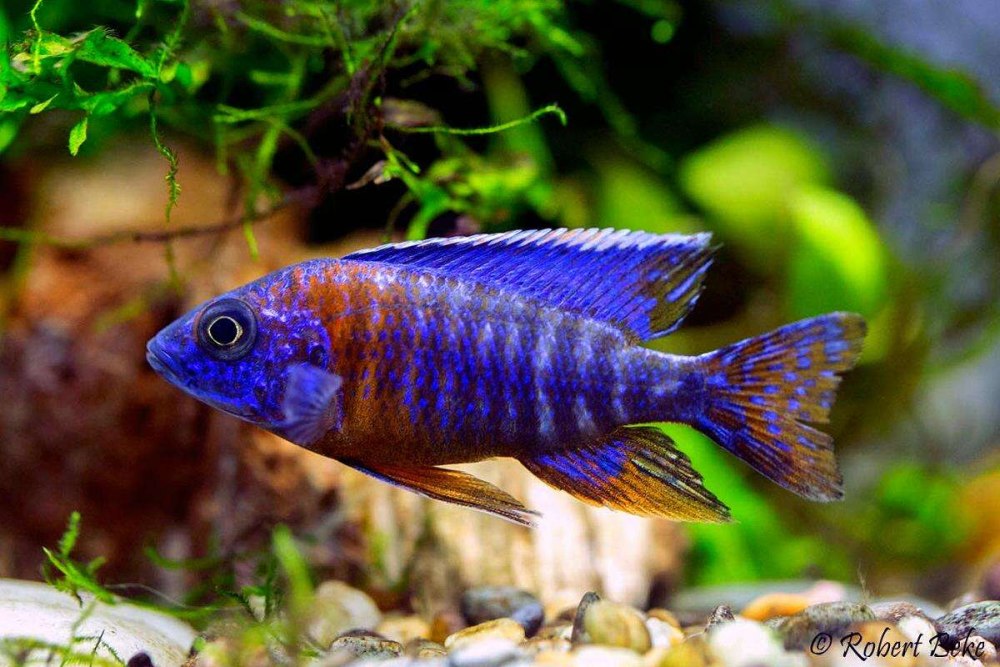 Аулонокара Ньяса голубая