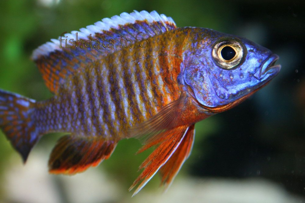 Аулонокара Бенша