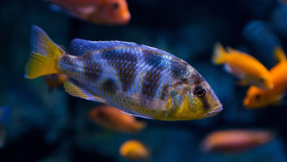 Королева Ньяса цихлида