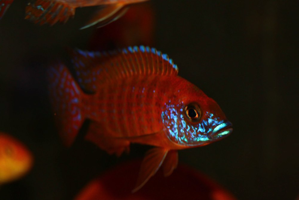 Цихлиды Аулонокара мультиколор