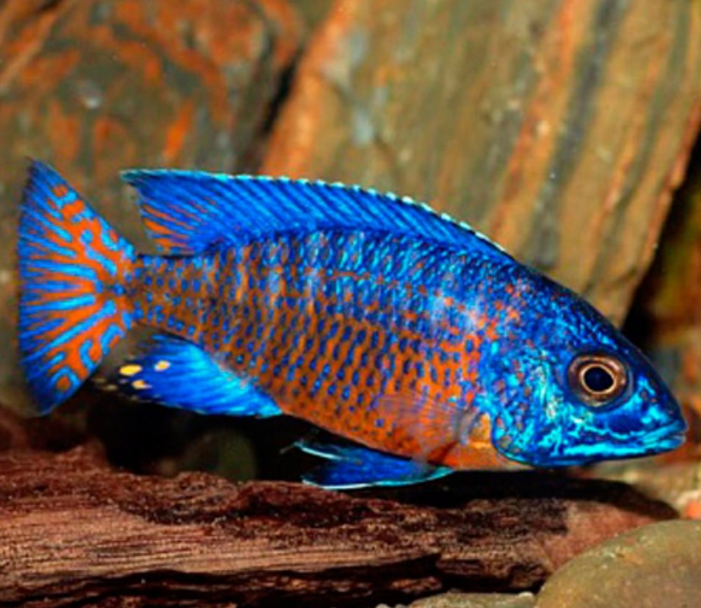 Аулонокара Ньяса красная