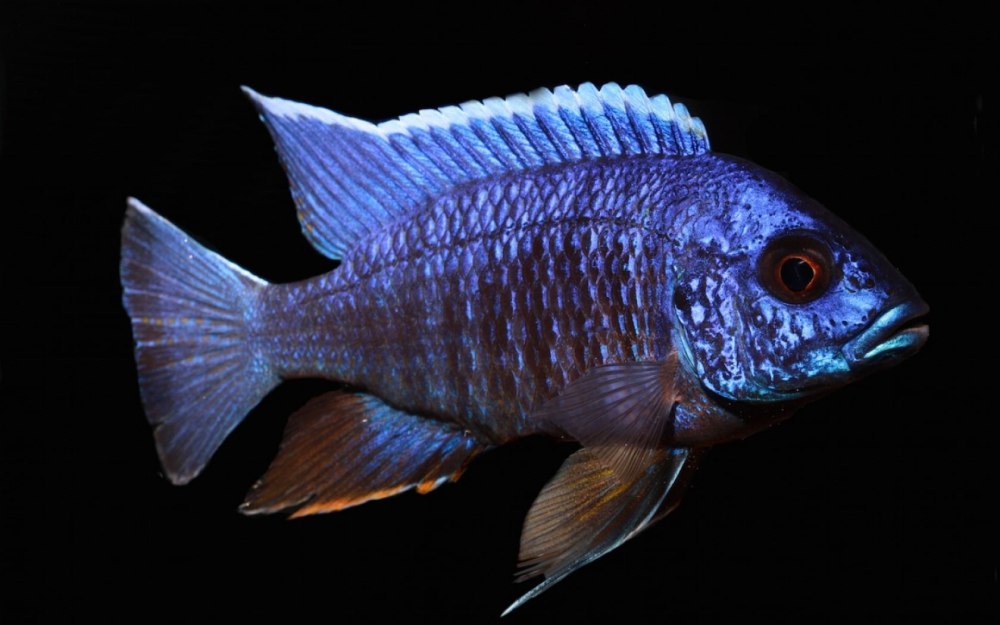 Аулонокара Королева Ньяса