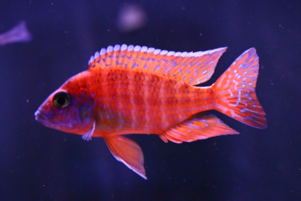 Аулонокара Якоба Фрайберга