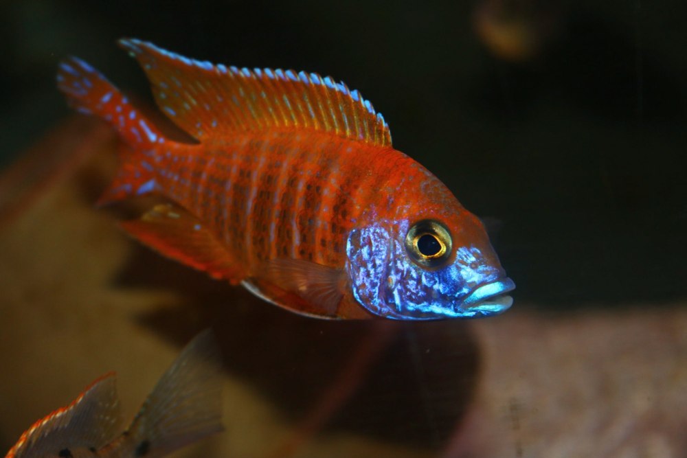 Аулон акара Ньяса Рубин