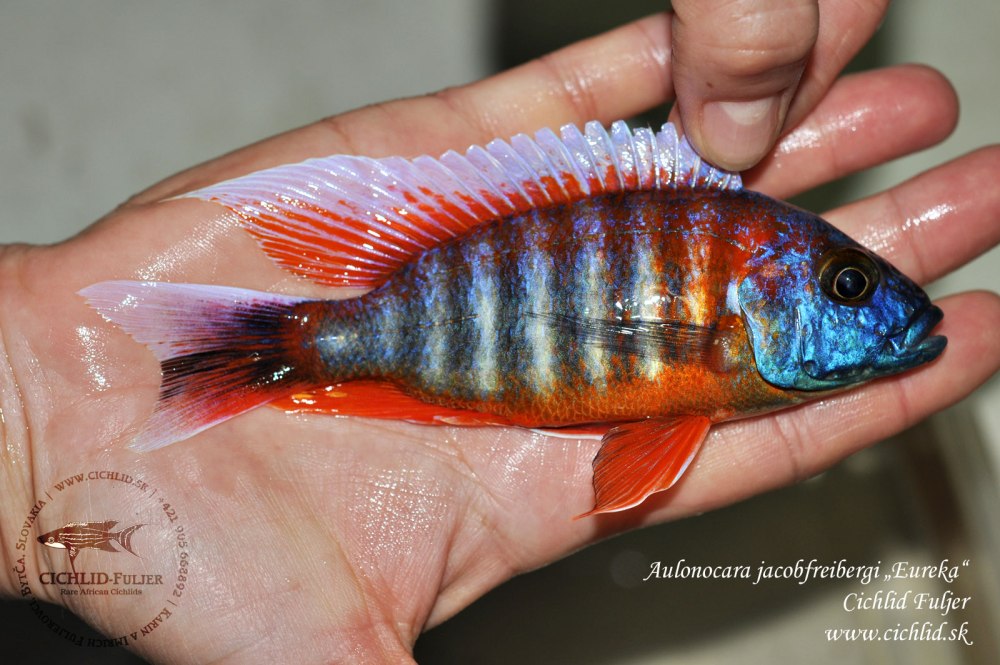 Аулонокара Якоба Фрайберга