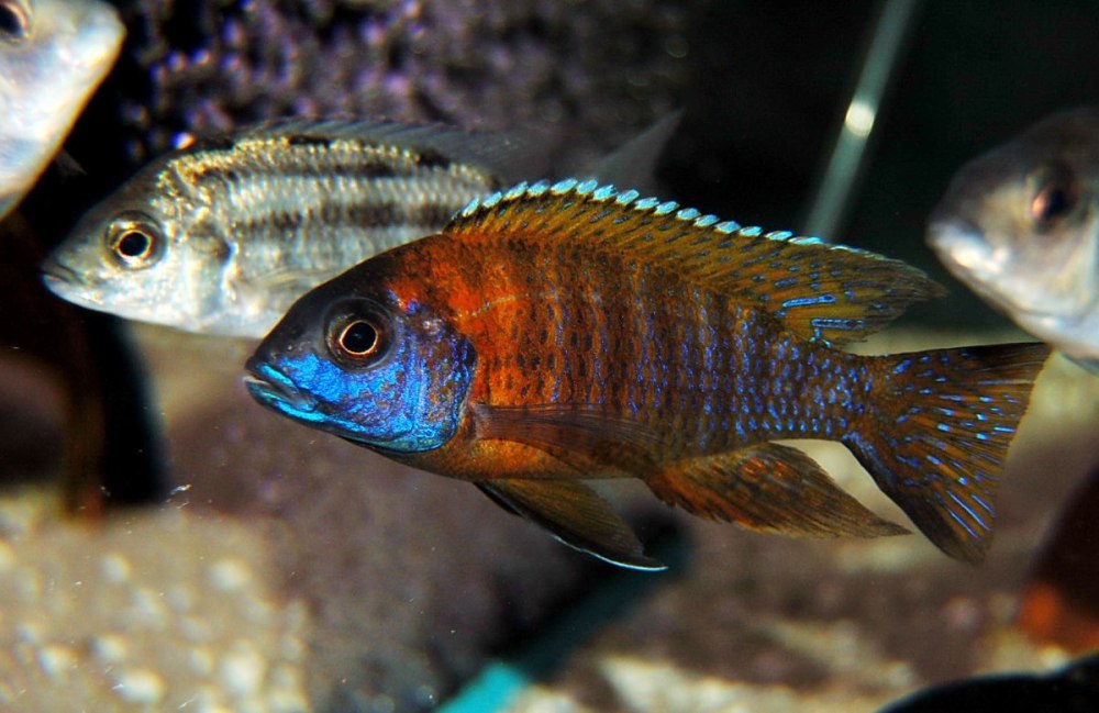 Аулонокара Ньяса голубая